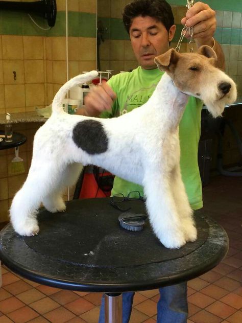 Grooming fox Wire Fox Terrier Grooming, Dog Ball Launcher, Wirehaired Fox Terrier, Grooming Ideas, Dog At Home, Boo The Dog, Kerry Blue Terrier, Dog Grooming Tips, Puppy Cut