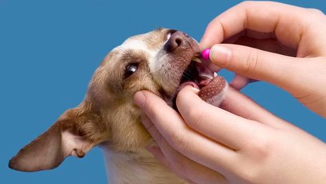 How Much Benadryl Can I Give My Dog? - Dogtime Dog Benadryl, Aspirin For Dogs, Medication For Dogs, Pet Allergies, Dog Training Techniques, Dog Allergies, Senior Dog, My Dog, Dog Pictures