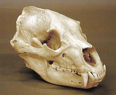 bear skull Hippo Skull, Bone Reference, Dragon Project, Creature Inspiration, Bear Skull, Anatomy Bones, Skull Reference, Skull Model, Skeletal System