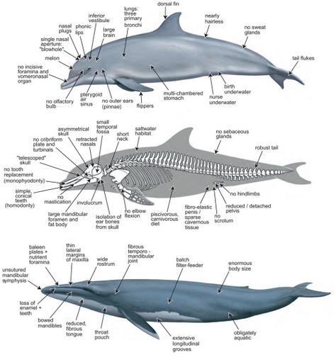 Whale Anatomy, Skeleton Diagram, Fish Anatomy, Anatomy Skeleton, Dolphin Facts, Types Of Sharks, Skeleton Anatomy, Animal Skeletons, Whale Art