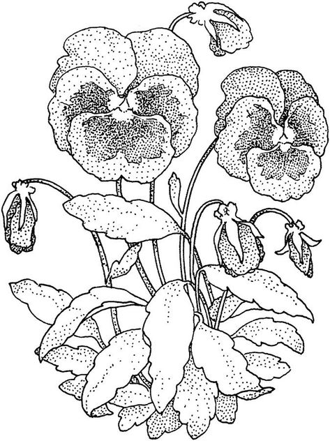 Pansy Coloring Pages - Best Coloring Pages For Kids Flowers Pansies, Simple Flower Drawing, White Drawing, Pansies Flowers, Flower Coloring Pages, Black And White Drawing, Free Printable Coloring, Free Printable Coloring Pages, Coloring Book Pages