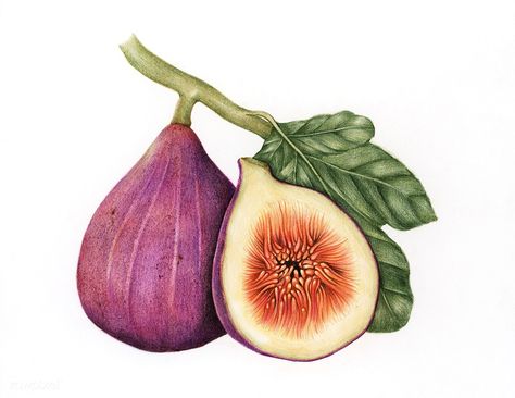 Illustration drawing style of fig Fig Drawing, Fruit Sketch, Apple Illustration, Fig Fruit, Fruit Vector, Watercolor Food, Watercolor Fruit, Illustration Botanique, Image Nature