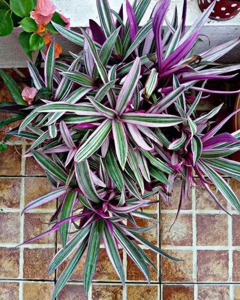 Moses In The Cradle Plant, Moses In The Cradle, Jew Plant, Florida Flowers, Wandering Jew Plant, Easy To Grow Houseplants, Outdoor Fire Pit Designs, Wandering Jew, Cactus Care