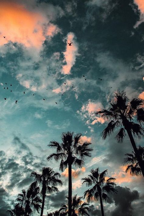 Nature Backgrounds Iphone, Tree Hd Wallpaper, Teal Aesthetic, Sunset Palm Trees, New Background Images, Beach Wallpaper, Stunning Wallpapers, Tumblr Wallpaper, New Backgrounds