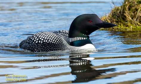 Loon Photo, Loon Art, Common Loon, House Lake, Lake Homes, Calm Waters, Wildlife Prints, Lodge Decor, Lake House Decor