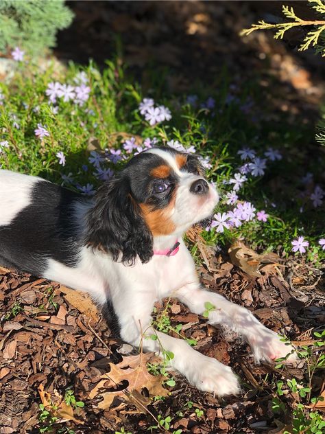 Tri-Color Cavalier King Charles Spaniel. She LOVES playing outside and poses great for pictures. King Charles Cavalier Spaniel Tri Color, Tri Color Cavalier King Charles Spaniel, Cavalier Dog, Cavalier King Charles Dog, King Charles Cavalier Spaniel Puppy, King Charles Dog, Spaniel Puppies, Cute Little Puppies, Little Puppies