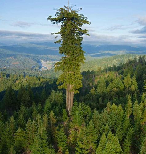 Hyperion, the world's tallest living tree.Hyperion is the name of a coast redwood (Sequoia sempervirens) in California that was measured at 115.92 m (380.3 ft), which ranks it as the world's tallest known living tree. Sequoia Sempervirens, Coast Redwood, Socotra, Redwood National Park, Giant Tree, Redwood Tree, Redwood Forest, Old Trees, California National Parks