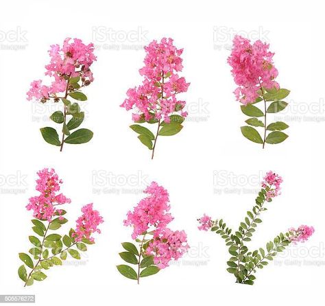 Myrtle Tree Tattoo, Tree Flower Tattoo, Myrtle Flower, Crepe Myrtle Trees, Myrtle Tree, Crepe Myrtle, Crape Myrtle, Tree Tattoo, Tattoo Placement