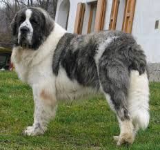 Pyrenean Mastiff Volkswagen Vintage, Pyrenean Mastiff, Saint Bernards, Every Dog Breed, Big Dog Breeds, Mastiff Dogs, Dogs Breeds, English Mastiff, Fluffy Dogs