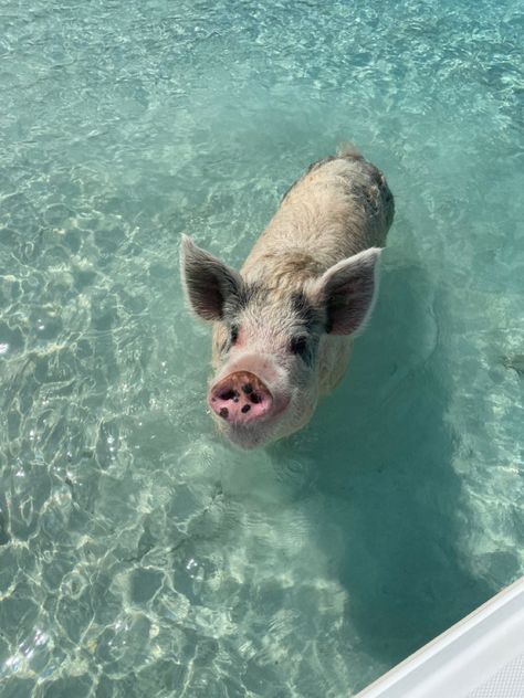 Pig Beach Bahamas, Bahamas Pigs, Bahamas Trip, Pig Island, Pig Beach, Bahamas Honeymoon, Exuma Bahamas, Swimming Pigs, Bahamas Travel