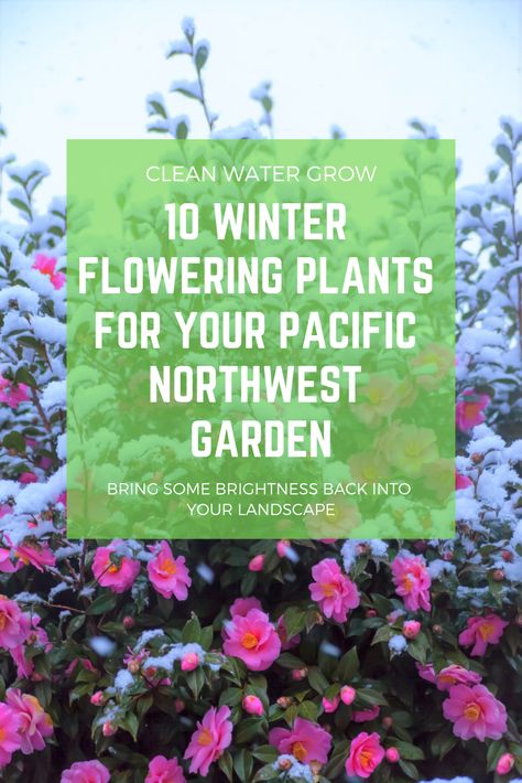 Flowers That Grow In The Woods, Pnw Native Plant Landscaping, Pnw Native Flowers, Pacific Northwest Yard Landscaping Ideas, Native Oregon Landscaping, Pnw Native Garden Design, Pacific Nw Landscaping Ideas, Front Yard Landscaping Pacific Northwest, Pnw Flower Gardens