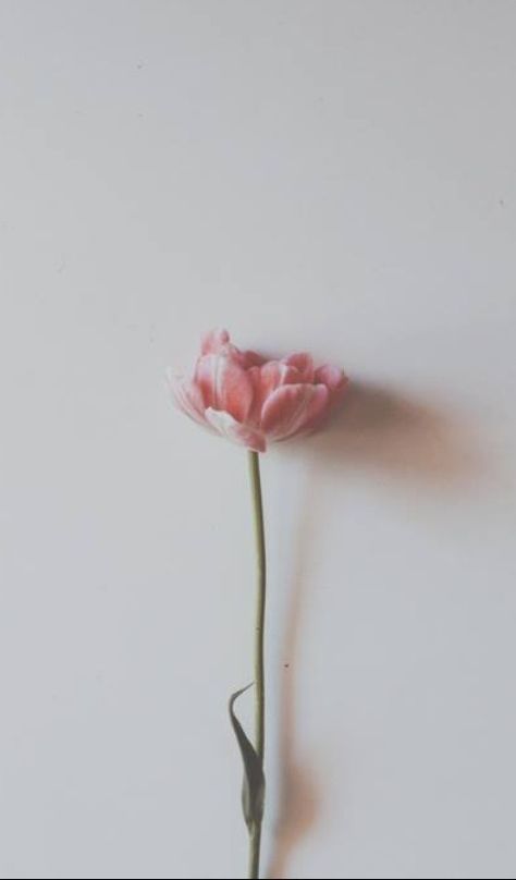 Pink Flowers Wallpaper, Minimalist Flowers, Plant Wallpaper, Minimalist Photography, Flower Phone Wallpaper, Flower Backgrounds, New Wallpaper, Wallpaper Iphone Cute, Nature Wallpaper