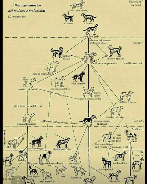 Here's an historical chart showing the resurrected ancient guardian the American Molossus. It's the largest dog in the center 4th fog down labeled the Molosso Mesopotamico  We are so proud to have brought this ancient breed back. Check us out at www.oldworldmolossus.com 👈 Instagram at American Molossus and oldworldmolossus YouTube at American Molossus and pick up our book Dog Breeding Secrets by Marcus E Curtis American Molossus, Ancient Dogs, Dark Mountains, Dog Breeding, Largest Dog, Kali Ma, Dog Information, Dog Info, 100 Years Ago