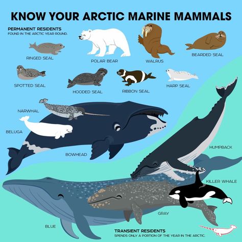 Arctic. Bowhead Whale, Baleen Whales, Animals Information, Fun Facts About Animals, 동화 삽화, Ikan Koi, Arctic Animals, Endangered Animals, Marine Mammals