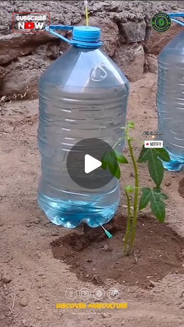 Discover Agriculture on Instagram: "Transform your gardening game with this clever DIY drip irrigation system! Using just a syringe needle and water can, you can efficiently water your small garden or farm. Save time and resources while ensuring your plants get the hydration they need.   It's a simple yet effective solution for more controlled watering, even in small spaces. Try it out today and see the difference it makes in plant growth and maintenance.  #dripirrigation #drip #dripirrigationsystem #farming #agriculture #irrigationsystem #irrigation #irrigationinnovation #irrigationtechnology #techlology" Diy Irrigation System Simple, Diy Drip Irrigation System, Irrigation System Diy, Irrigation Diy, Drip Irrigation Diy, Plant Watering System, Garden Watering System, Drip Irrigation Kit, Irrigation Controller