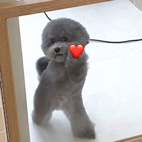 Dog Reaction Pictures Love, Dog Icons Funny, Dog Reaction Pic, Mulch Dog, Millennial Humor, Millennials Funny, Hand Emoji, Cute Love Memes, Dog Icon