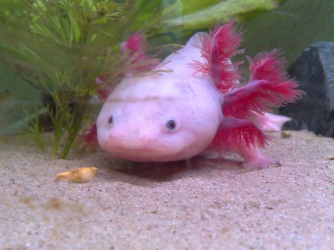 Salamander Axolotl Different Colors, Happy Axolotl, Axolotl Smile, Leucistic Axolotl, Axolotl Yellow, Axolotl Cute, Pink Animals, Jellyfish, Amphibians