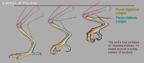 Helpful Harrie — miyuli: I’ve been studying the classic black tie... Owl Legs Drawing, Birds Legs Drawing, Owl Claws Drawing, Bird Claw Reference, Bird Leg Anatomy, Bird Claw Drawing, Owl Anatomy Drawing, Bird Fursona Base, Bird Legs Drawing