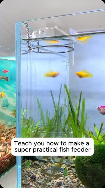 Diy Fish Hideout, Diy Fish Tank Decorations, Fish Tank Diy, Diy Fish Tank, Fish Feeder, Turtle Tank, Fish Tank Decorations, Fish Dishes, Fish Tank