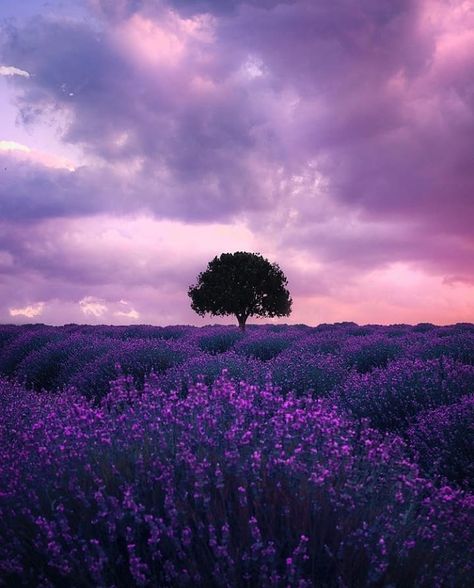 The Inspired Traveller. on Instagram: “I saw the angel in the marble and carved until I set him free. Share to Inspire Somebody!💫 Photo by @merveceranphoto” Nature Witch, Turkey Photos, Airbrush Art, Lavender Fields, Nature Travel, Beautiful Destinations, Mother Nature, Beautiful Nature, Rome