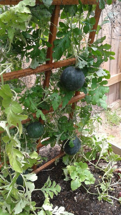 Watermelon Trellis Diy, Watermelon Trellis, Waldorf Garden, Decorative Trellis, Market Garden, Veg Garden, Sustainable Garden, Tea Garden, Earthship