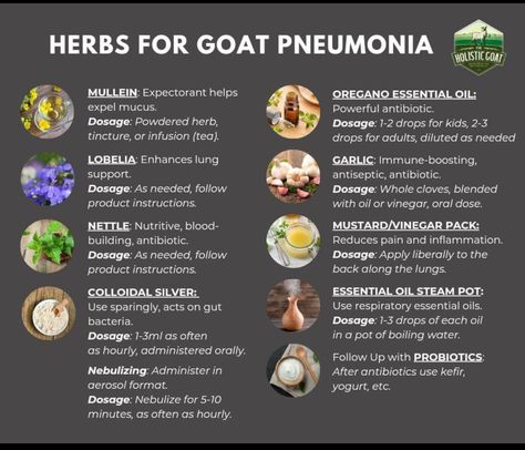 Goat Care, Oregano Essential Oil, Oregano Oil, Immune Boosting, Herbal Remedies, Oregano, Probiotics, Goats, Acting