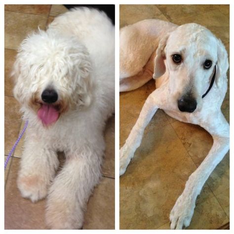 doodle grooming Shaved Goldendoodle, Labradoodle Haircut Style, Labradoodle Haircut, Goldendoodle Haircuts, Goldendoodle Grooming, Australian Labradoodle Puppies, Spring Haircuts, Poodle Haircut, Dog Haircuts