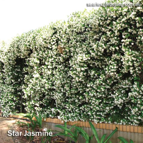 Privacy Screening Plants, Fence Screening Plants, Star Jasmine Privacy Screen, Star Jasmine Hedge, Jasmine Privacy Screen, Fast Growing Plants Outdoor, Plant Screening Ideas Outdoor, Hedge Plants Landscaping Ideas, Star Jasmine Fence