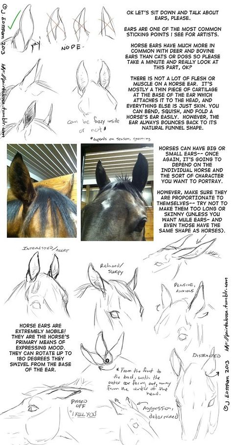 . Horse ears Drawings Of Horses, Crazy Poses, Reference Tutorial, Gods Inspiration, Horse Drawing Tutorial, 4 Drawing, Animal Skeleton, Monster Sketch, Horse Reference