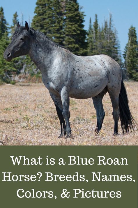 A look a blue roan horses.#blue roan,#blue roan breeds,roan horses,roan names, Blue Roan Horse Names, Horses Blue Roan, Blue Roan Horses, Blue Roan Quarter Horse, Blue Roan Horse, Noriker Horse, Roan Horse, Different Horse Breeds, Black And White Hair