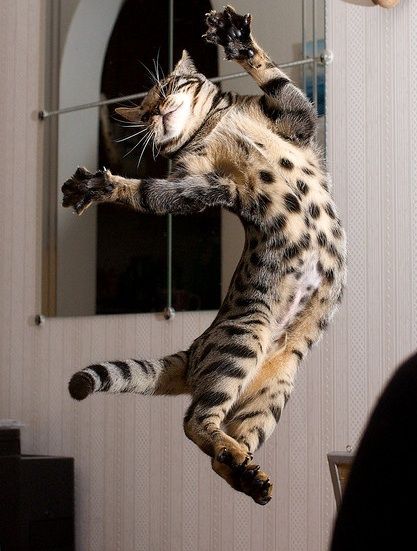 Koci Humor, Dancing Cat, Bengal Cat, Domestic Cat, Cats Meow, Beautiful Cats, Crazy Cats, Cat Pics, Cat Love