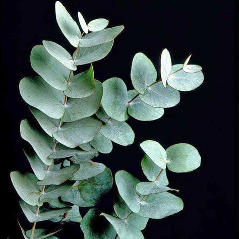 Eucalyptus Cinerea, Seed Raising, Australian Flowers, Australian Flora, Growing Seeds, Sugar Flowers, Growing Tree, Flower Bud, Types Of Soil