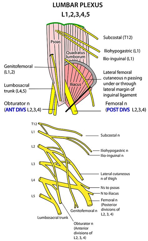 Instant Anatomy - Abdomen - Nerves - Lumbar plexus - topographical Lumbosacral Plexus, Lumbar Plexus, Nervous System Anatomy, Femoral Nerve, Nerve Anatomy, Med School Study, Hamstring Muscles, Gross Anatomy, Basic Anatomy And Physiology