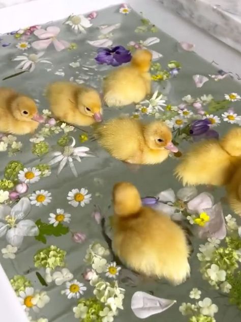 Cute Ducklings, Baby Animals Pictures, Animals Cute, Baby Ducks, Pretty Animals, Cute Animals Images, Sugar Glider, Fluffy Animals, Cute Wild Animals