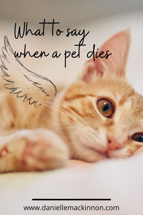 When You Lose A Pet Cat, Cat Died Sorry Your, Animal Communication Quotes, Saying Goodbye To A Pet Cat, Sympathy For Loss Of Cat, Quotes For Cats That Have Died, Sympathy Cat Loss, Cat Condolences Loss Of Pet, Missing Cat Quotes