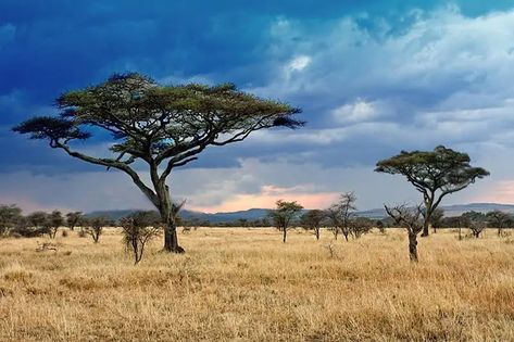 25 Awesome Savannas Fun Facts Grassland Ecosystem, Savanna Biome, Australopithecus Afarensis, Savanna Grassland, Savanna Animals, Grassland Habitat, African Jungle, Baobab Tree, Acacia Tree