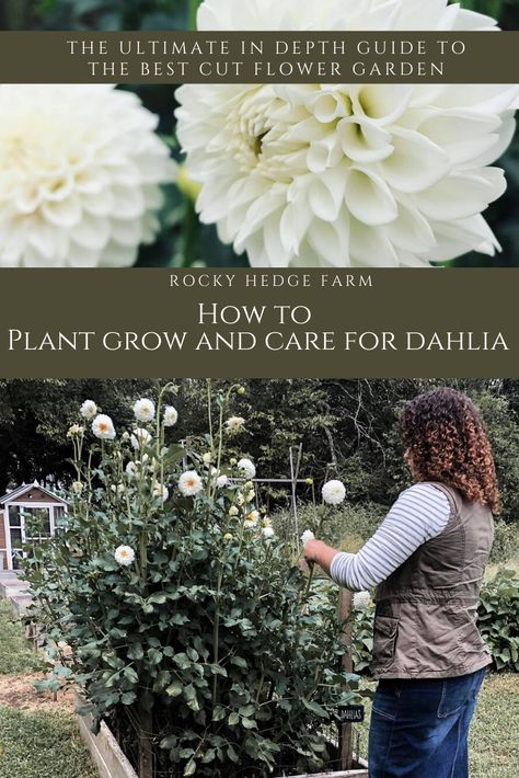 Learn to grow your own dahlias in this step-by-step guide. Dahlias make excellent cut flowers for bouquets and arrangements. Learn to grow and care for dahlias in your own garden in this step by step guide for beginners. Dahlia make excellent cut flowers for bouquets and arrangements and and are very easy to grow! Come get all my tips and tricks growing the best dahlias. #dahliaseason #growflowers #cutflowers @rockyhedgefarm data-pin-url= Garden Ideas Diy Projects, Garden Ideas Diy, Dahlia Tubers, Growing Dahlias, Easy Plants To Grow, Homestead Gardens, Garden Bulbs, Cut Flower Garden, How To Grow Taller