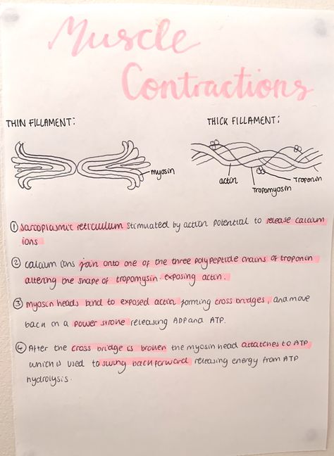 A level biology muscle contractions revision #school #alevels #biology #study Muscle Contraction Notes, Physiology Notes, Gcse Biology, Handwriting Ideas, Human Biology, Nursing Board, A Level Biology, Study Related, Biology Lessons