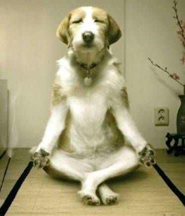 Wise Dogs... Meditate Pedigree Dog Food, Yoga Humor, Pedigree Dog, Dog Yoga, 웃긴 사진, How To Do Yoga, 귀여운 동물, Dog Life, I Love Dogs