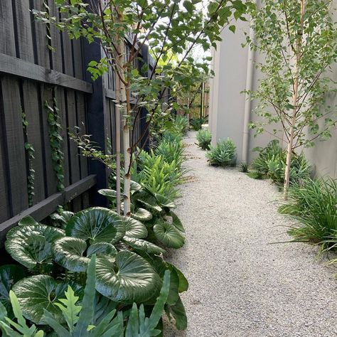 Josh Norman Landscapes on Instagram: “The sideway of the house done right! Design @acre_studio Landscape construction @joshnormanlandscapes . . . #joshnormanlandscapes…” Pebble Pathway, Josh Norman, Stone Backyard, Side Yard Landscaping, Australian Garden, Landscape Construction, Side Garden, Garden Pictures, Birch Trees