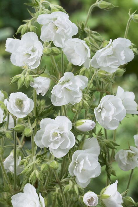 Geranium Pratense, Hardy Geranium, Perennial Border, Garden Types, Wildlife Gardening, Flower Names, Herbaceous Perennials, Hardy Perennials, White Gardens