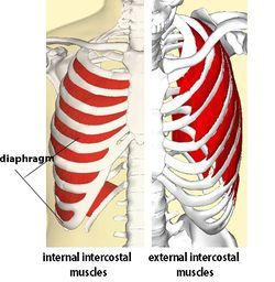 Intercostal Muscle Strain - Physiopedia Intercostal Muscles Exercise, Intercostal Muscle Strain, Intercostal Muscles, Rib Pain, Muscle Tear, Diaphragmatic Breathing, Muscle Imbalance, Knight Costume, Weight Lifting Workouts