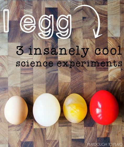 One egg = 3 Insanely Cool Egg Experiments. Make the shell disappear, shrink it, dye it and make it grow. Super cool science for kids!! Egg Experiments, Playdough To Plato, Cool Science, Science Experiments For Preschoolers, Science Crafts, One Egg, Kid Experiments, Science Projects For Kids, Science Activities For Kids