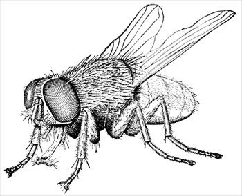 Free housefly-2 Clipart - Free Clipart Graphics, Images and Photos ... Insect Drawings, Natural Illustration, Natural Artwork, Bee Sketch, Black And White Clip Art, Fly Drawing, Insect Coloring Pages, Bee Drawing, Bee Illustration