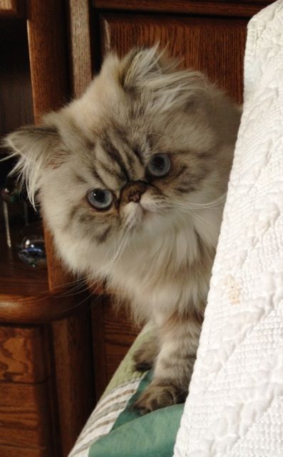 Peek-a-boo... Tortie Lynx Point Himalayan Persian Himalayan Persian, Flat Faced Cat, Exotic Shorthair Cat, Himalayan Cat, Flat Face, Persian Kittens, Kittens And Puppies, Fluffy Cat, Persian Cat