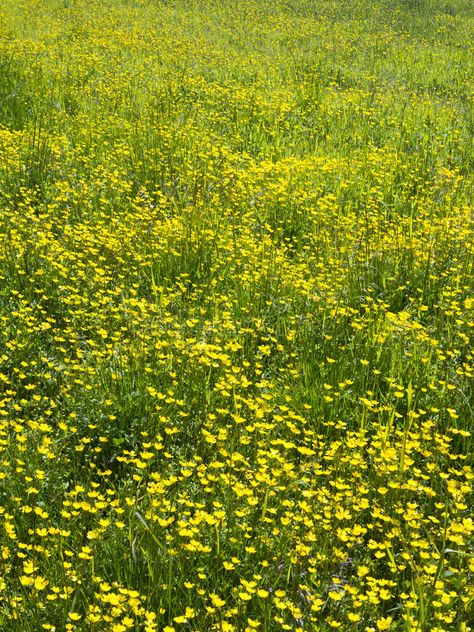 Fresh Background, Early Spring Flowers, Spring Meadow, Flowers Yellow, Early Spring, Yellow Flowers, Spring Flowers, Bullet Journal, Lookbook