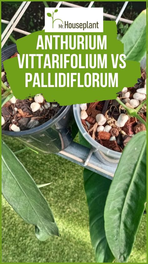 Two Anthurium plants, on the left is Vittarifolium and on the right is Pallidiflorum. The text is on top of the image. Anthurium Plant, Rainforest Plants, Indoor Plants, House Plants, Flower Garden, To Tell, To Read, Plants