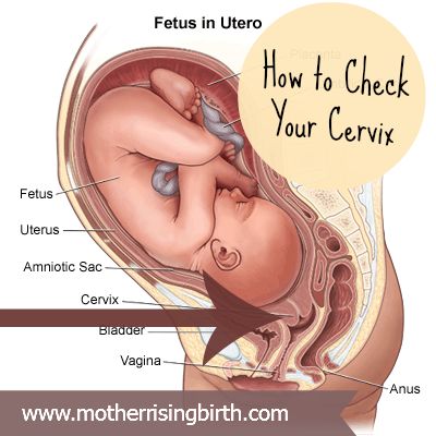 WHAT THE WHAT?!?! NO!! (Original caption: How to check your cervix yourself (and why!) in the third trimester. #pregnancy #cervix #dilation) Womens Health Magazine, Natural Beauty Care, Health Class, Health Guru, Breast Workout, Vanessa Montoro, Fitness Trends, Breast Health, Health Trends