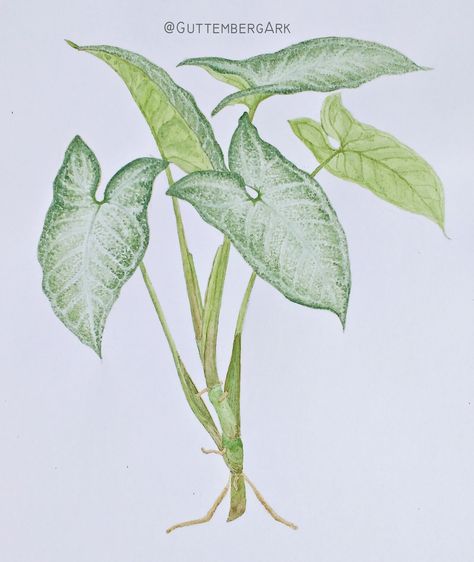 Syngonium Drawing, Arrowhead Plant Tattoo, Syngonium Tattoo, Illustrated Plants, Tattoo Bee, Plants Sketch, Gardening Magazine, Leaves Sketch, Plant Sketches