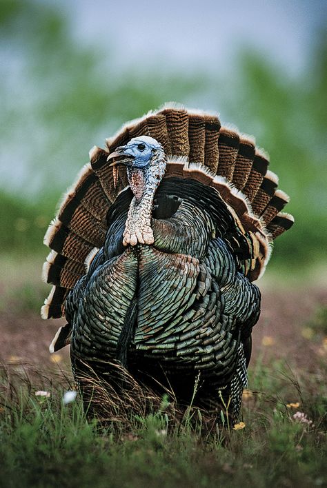 Turkeys By the Hour: 5 Strategies for Hunting Gobblers Throughout the Day Ocellated Turkey, Turkey Animal, Aesthetic Bird, Wild Turkey Recipes, Turkey Bird, Turkey Images, Deer Hunting Tips, Quail Hunting, Bird Quotes